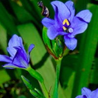 Blue Stars Lily, Aristea Ecklonii.jpg